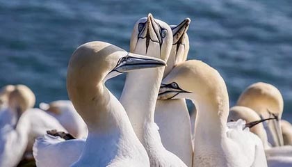 百度体育-三个年轻人，说出了哈登最真实的“魔力”#哈登 #泰森 #莫布利 #托马斯布莱恩特