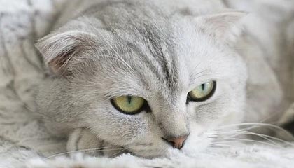 百度体育-三个年轻人，说出了哈登最真实的“魔力”#哈登 #泰森 #莫布利 #托马斯布莱恩特