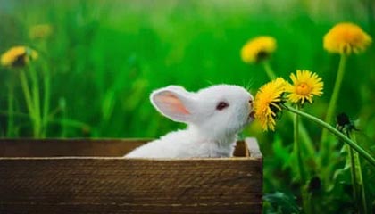 百度体育官网-中国驻吉达总领馆：U23亚洲杯决赛“中国人免票”为不实信息